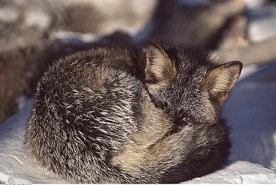 《三角洲行动》PC版12月初开始公测 CG预告发布