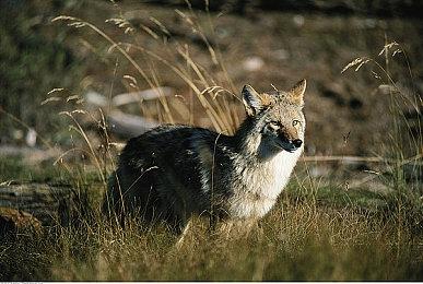 《极品飞车19》《极品飞车20》Steam新史低促销